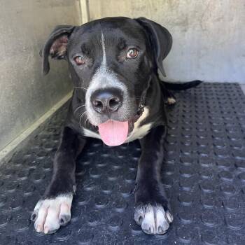 Atlas -  Pit Bull Terrier and Mixed Breed Dog for Adoption in Edinburg, Texas - Atlas | PetCurious
