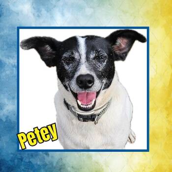 Rescue Jack Russell Terrier Dogs for Adoption in Raleigh, North Carolina - Petey | PetCurious
