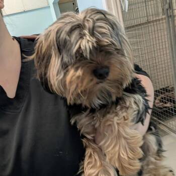 Yorkshire Terrier Dogs Available for Adoption - YOGI | PetCurious