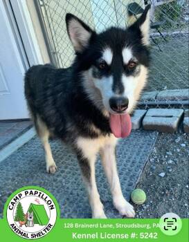 Sheera -  German Shepherd Dog and Husky Dog for Adoption in Stroudsburg, Pennsylvania - Sheera | PetCurious