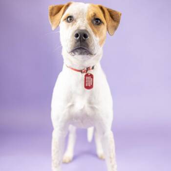 Hound and Cattle Dog Dogs Available for Adoption in Portland, Oregon - Jazzy | PetCurious
