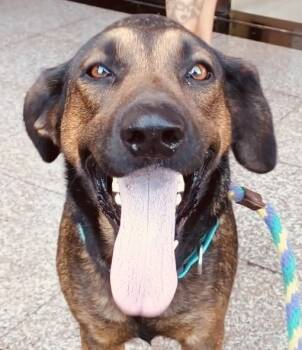Rescue Shepherd and Hound Dogs for Adoption in Lake Forest, California - Tesla - Courtesy Post Adopt Me! | PetCurious
