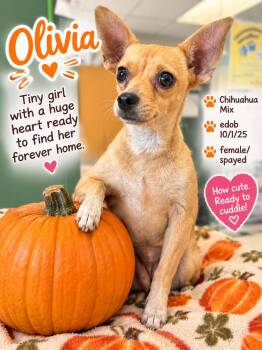 Olivina BR14639-T -  Chihuahua and Dachshund Dog for Adoption in Missouri City, Texas - Olivina BR14639-T | PetCurious