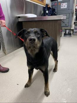 ORION -  Rottweiler and German Shepherd Dog Dog for Adoption in Fairbanks, Alaska - ORION | PetCurious