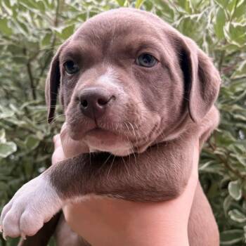 Foxglove Winner - Local Boy -  Chocolate Labrador Retriever and Beagle Dog for Adoption in Andover, Massachusetts - Foxglove Winner - Local Boy | PetCurious