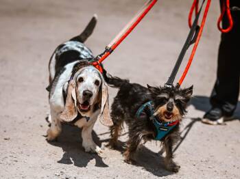 George and Bronco -  Basset Hound and Terrier Dog for Adoption in Pueblo, Colorado - George And Bronco | PetCurious