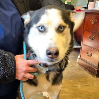Husky Dogs Available for Adoption - 260205K160 Lucas | PetCurious