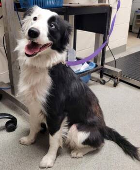 Border Collie and Mixed Breed Dogs Available for Adoption - Bailey | PetCurious