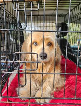 Havanese Dogs Available for Adoption - Remi Jo In LA | PetCurious