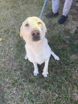 Labrador Retriever and Great Pyrenees Dogs Available for Adoption - Goober | PetCurious