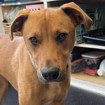 Roku -  Labrador Retriever and Mixed Breed Dog for Adoption in Riverwoods, Illinois - Roku | PetCurious