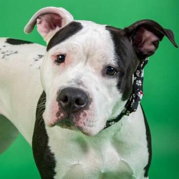 Pit Bull Terrier and Mixed Breed Dogs Available for Adoption - SMORE | PetCurious