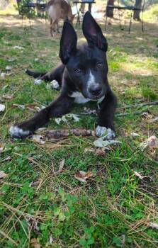 Lyric -  Pit Bull Terrier Dog for Adoption in New London, Wisconsin - Lyric | PetCurious