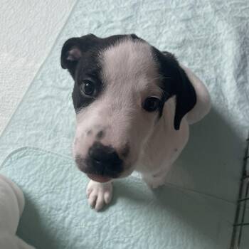 Pit Bull Terrier Dogs Available for Adoption in Allen, Texas - Keller | PetCurious