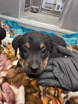DOPEY -  Rottweiler and Mixed Breed Dog for Adoption in Ontario, California - DOPEY | PetCurious