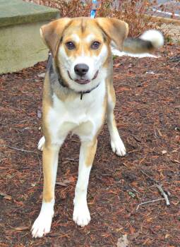 Shepherd Dogs Available for Adoption - Singer  | PetCurious
