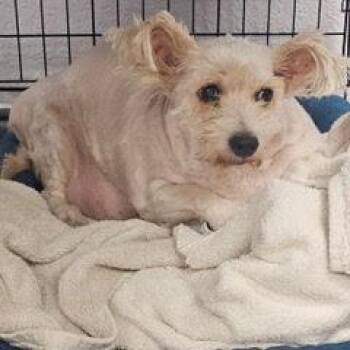 Andes--Comes with Vet Care Support for Life -  Mixed Breed Dog for Adoption in Green Valley, Arizona - Andes--Comes With Vet Care Support For Life | PetCurious