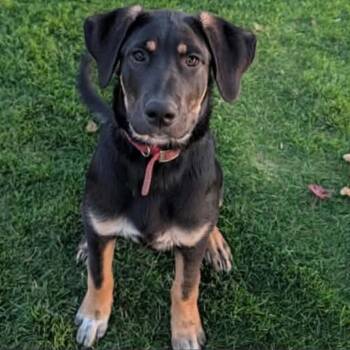 Molly -  Mixed Breed Dog for Adoption in Tacoma, Washington - Molly | PetCurious