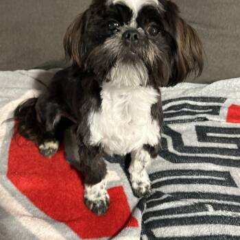Shih Tzu Dogs Available for Adoption in Antwerp, Ohio - Roady | PetCurious