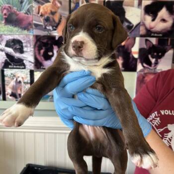 Bart -  Mixed Breed Dog for Adoption in Waynesville, North Carolina - Bart | PetCurious