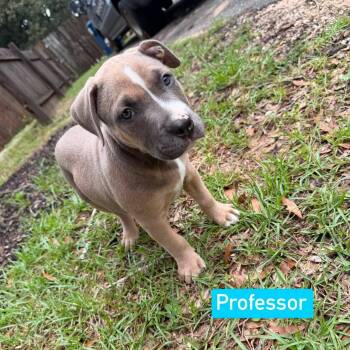 Professor -  Pit Bull Terrier Dog for Adoption in Semmes, Alabama - Professor | PetCurious
