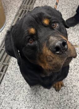 Rescue Rottweiler and Mixed Breed Dogs for Adoption in West Chester, Pennsylvania - Mister | PetCurious