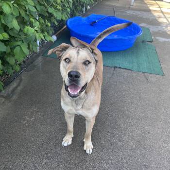 Labrador Retriever Dogs Available for Adoption in Shelton, Washington - Thor | PetCurious