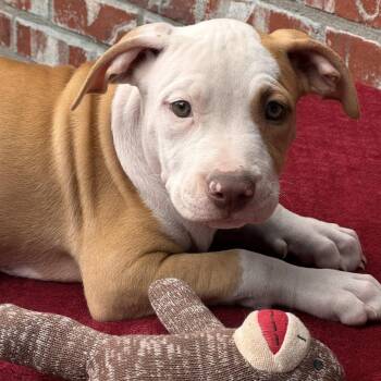 Raina - Adoption fee 150 -  American Staffordshire Terrier and Pit Bull Terrier Dog for Adoption in Atlanta, Texas - Raina - Adoption Fee 150 | PetCurious