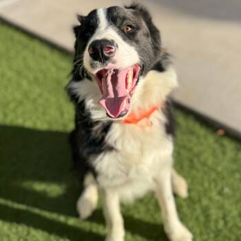Oreo -  Border Collie Dog for Adoption in Las Vegas, Nevada - Oreo | PetCurious