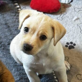 Pinkie Nikona - Local Girl -  Basenji and Labrador Retriever Dog for Adoption in Andover, Massachusetts - Pinkie Nikona - Local Girl | PetCurious