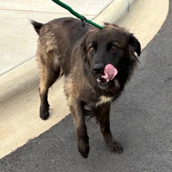 Otis -  Belgian Shepherd Malinois and Australian Shepherd Dog for Adoption in Morganton, North Carolina - Otis | PetCurious