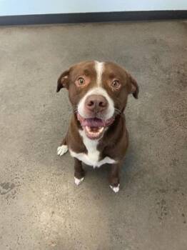 Mixed Breed Dogs Available for Adoption in Mishawaka, Indiana - Tiny | PetCurious