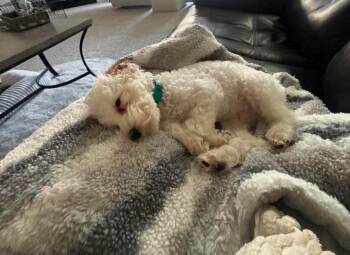 Poodle Dogs Available for Adoption - Snowball | PetCurious
