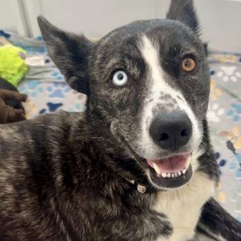 German Shepherd Dog and Husky Dogs Available for Adoption - Opal | PetCurious