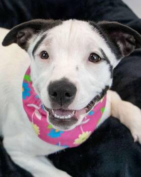 Rescue Hound Dogs for Adoption in Kennesaw, Georgia - Adair | PetCurious