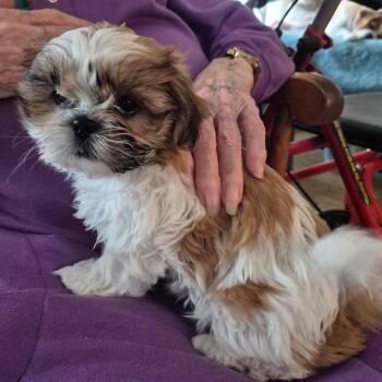 Alice -  Shih Tzu Dog for Adoption in Danville, Vermont - Alice | PetCurious
