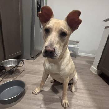 Carolina Dog Dogs Available for Adoption in Houston, Texas - Rhea | PetCurious