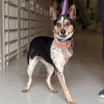 Australian Cattle Dog Blue Heeler Dogs Available for Adoption - Kibbles Tripod! | PetCurious