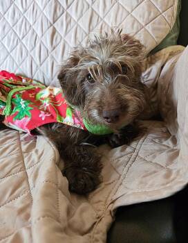 Cricket -  Dachshund and Poodle Dog for Adoption in Fort Walton Beach, Florida - Cricket | PetCurious