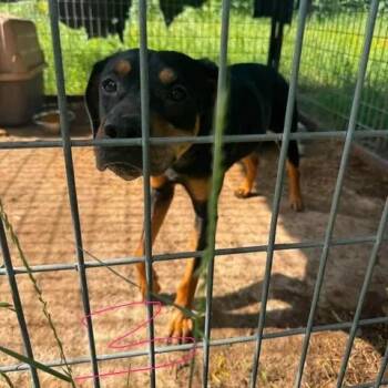 3-Precious -  Rottweiler and Mixed Breed Dog for Adoption in Buchanan Dam, Texas - 3-Precious | PetCurious