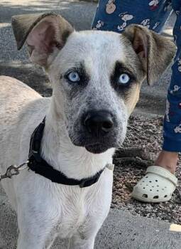 Rescue Catahoula Leopard Dog Dogs for Adoption in Lockport, New York - Cora | PetCurious