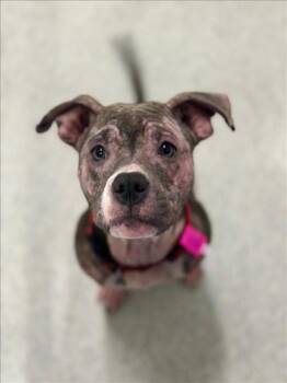Pit Bull Terrier and Mixed Breed Dogs Available for Adoption - APHRODITE | PetCurious