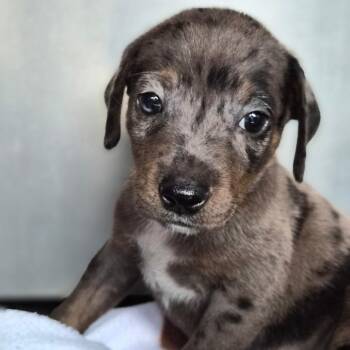 Catahoula Leopard Dog Dogs Available for Adoption - Rafiki | PetCurious