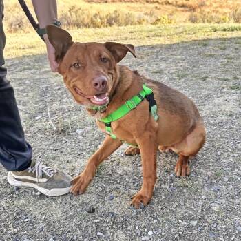 Merv -  Mixed Breed Dog for Adoption in Hailey, Idaho - Merv | PetCurious