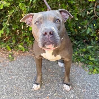 Buddha -  American Staffordshire Terrier Dog for Adoption in Goleta, California - Buddha | PetCurious