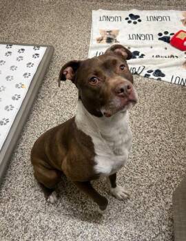 SoSo -  Terrier and Mixed Breed Dog for Adoption in Westland, Michigan - SoSo | PetCurious