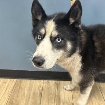Husky Dogs Available for Adoption - Sheila | PetCurious