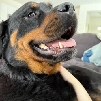 Rottweiler Dogs Available for Adoption - Bruno | PetCurious