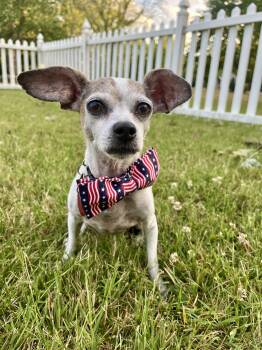 Armando -  Chihuahua Dog for Adoption in Houston, Texas - Armando | PetCurious