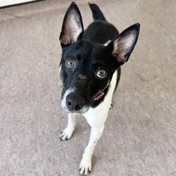 Braxton -  Terrier Dog for Adoption in Brentwood, Missouri - Braxton | PetCurious